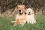 GOLDEN RETRIEVER 030